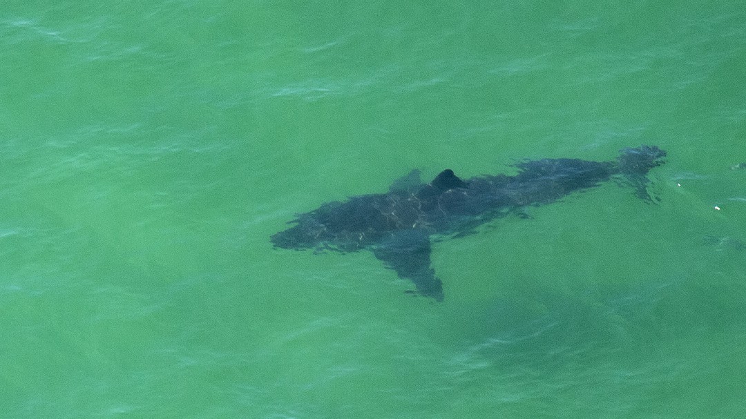 ¡Por poco! Dron salvó a surfista de ser atacado por tiburón