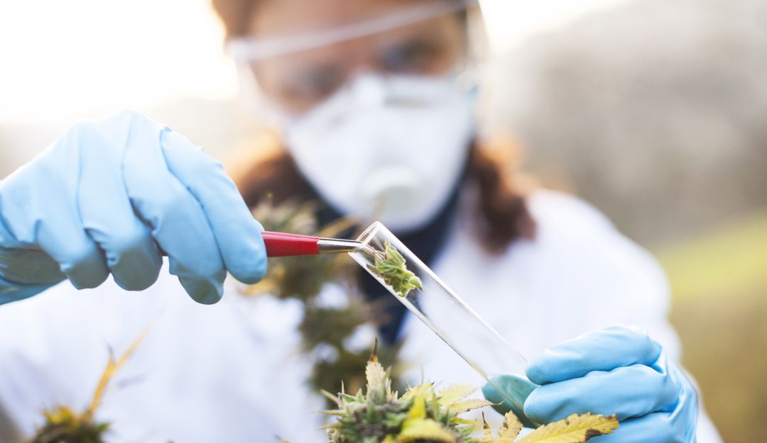 Cannabis en Colombia: Aumentan a 14 toneladas el cupo de producción de Cannabis en Colombia