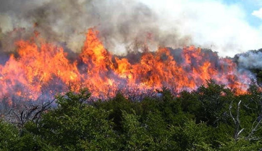 "Cerros Más Verdes", campaña para recuperar cerros afectados por incendios: "Cerros Más Verdes", campaña para recuperar cerros afectados por incendios