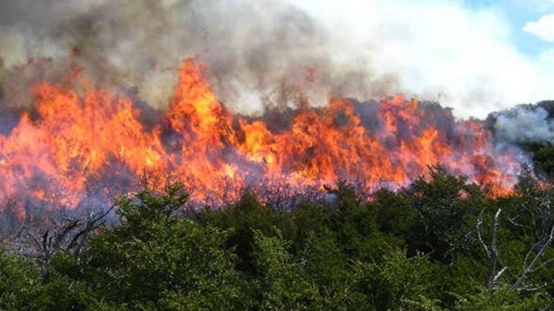 "Cerros Más Verdes", campaña para recuperar cerros afectados por incendios