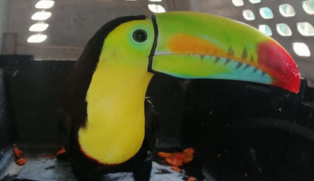 Tráfico animales: Intensifican acciones contra el tráfico de fauna silvestre en el Magdalena