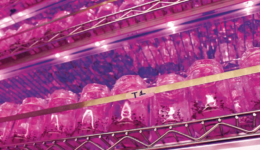 Chile agro: Tecnología LED para que las plantas crezcan más