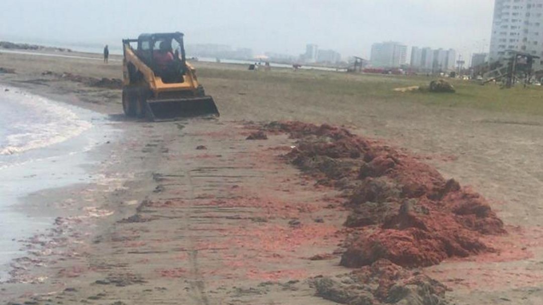 Algas rojas se apoderan de las playas de Cartagena
