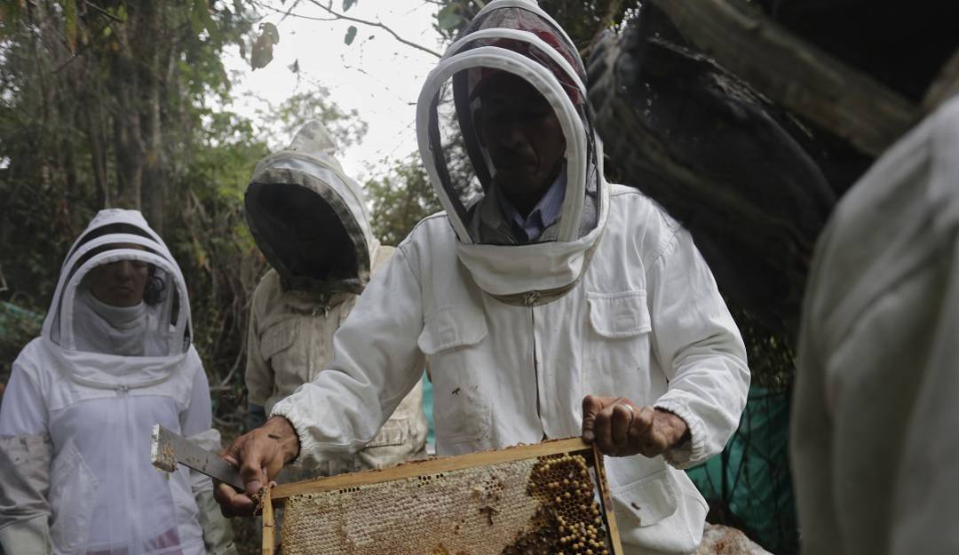 Autoridades investigan muerte masiva de abejas en Tierralta