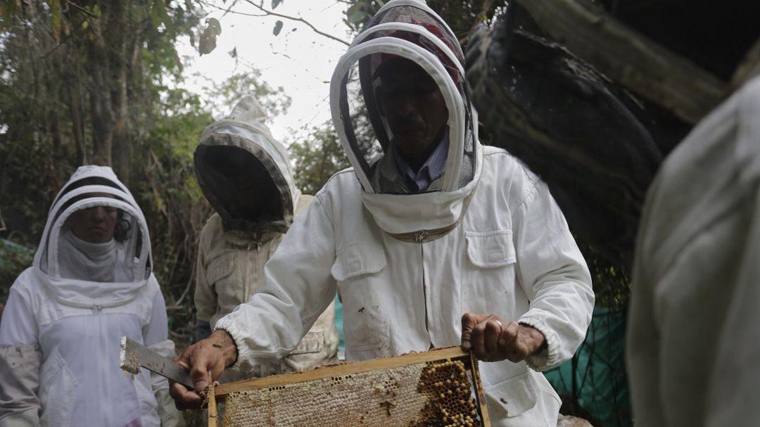 Autoridades investigan muerte masiva de abejas en Tierralta