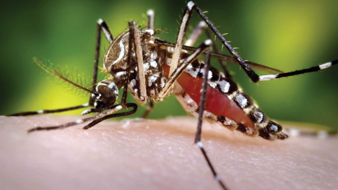 Risaralda en alerta por casos de dengue