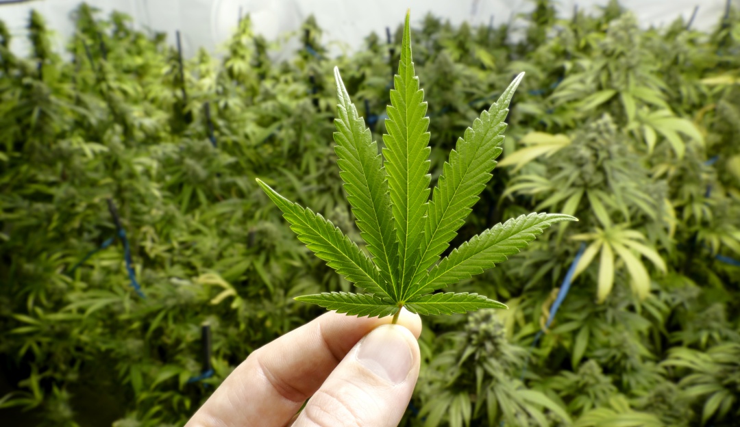 Cannabis en Colombia: A segundo debate proyecto que busca permitir el uso recreativo del cannabis