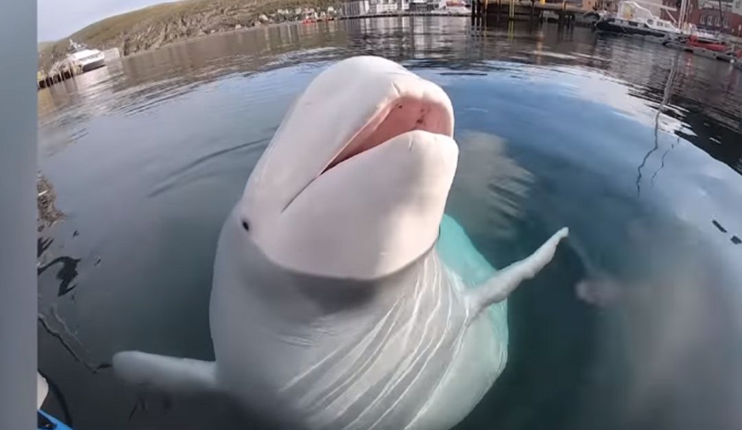 Ballena posa cámara: Esta ballena posó frente a la cámara después de robarla a un turista