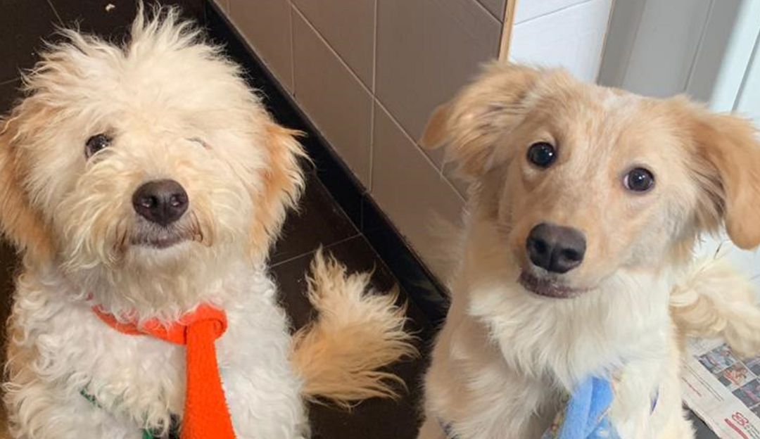 El adoptable de la semana son las perritas abandonadas