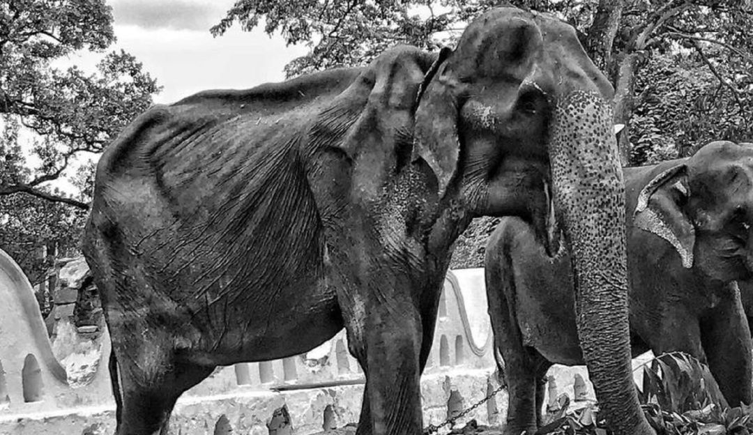 Murió elefanta Sri Lanka: Falleció 'Tikiri', la elefanta que conmovió las redes por su desnutrición
