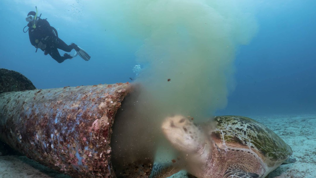 ¡Qué triste! Tortuga en peligro de extinción come desechos tóxicos