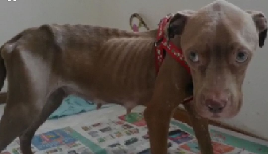 Bucaramanga, Santander, Maltrato: Perra fue abandonada con bozal en el norte de Bucaramanga