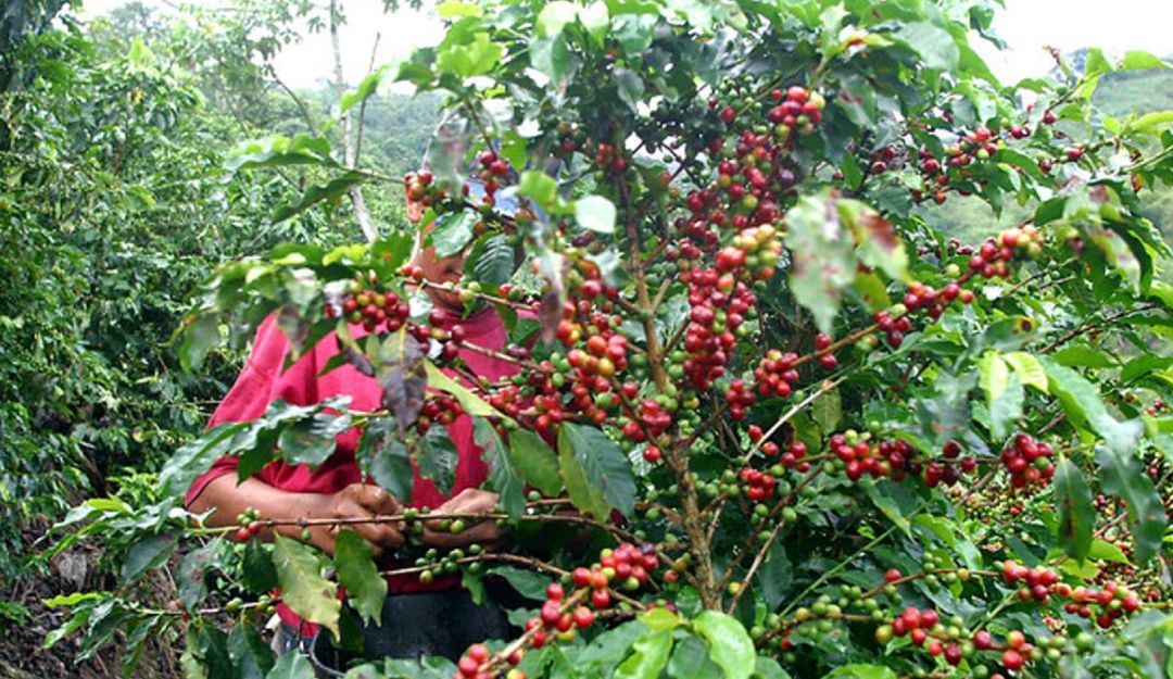 cosecha cafetera, suroeste de Antioquia, invierno, floración: Ponen en marcha el plan de seguridad para cosecha cafetera en Antioquia