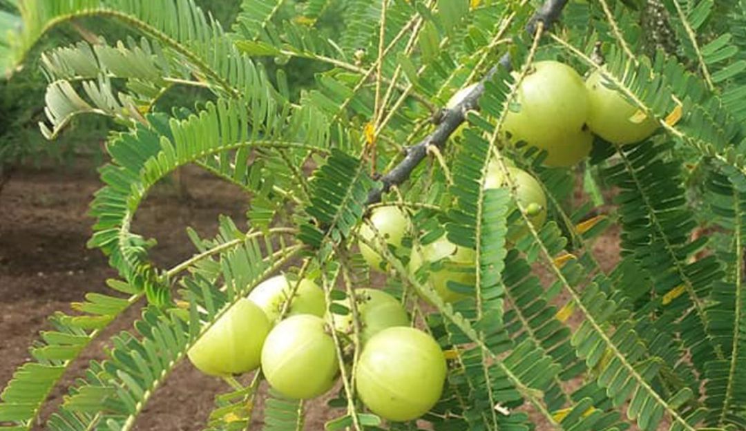 SAP Agro: Tecnología de datos para mejorar la producción en su finca