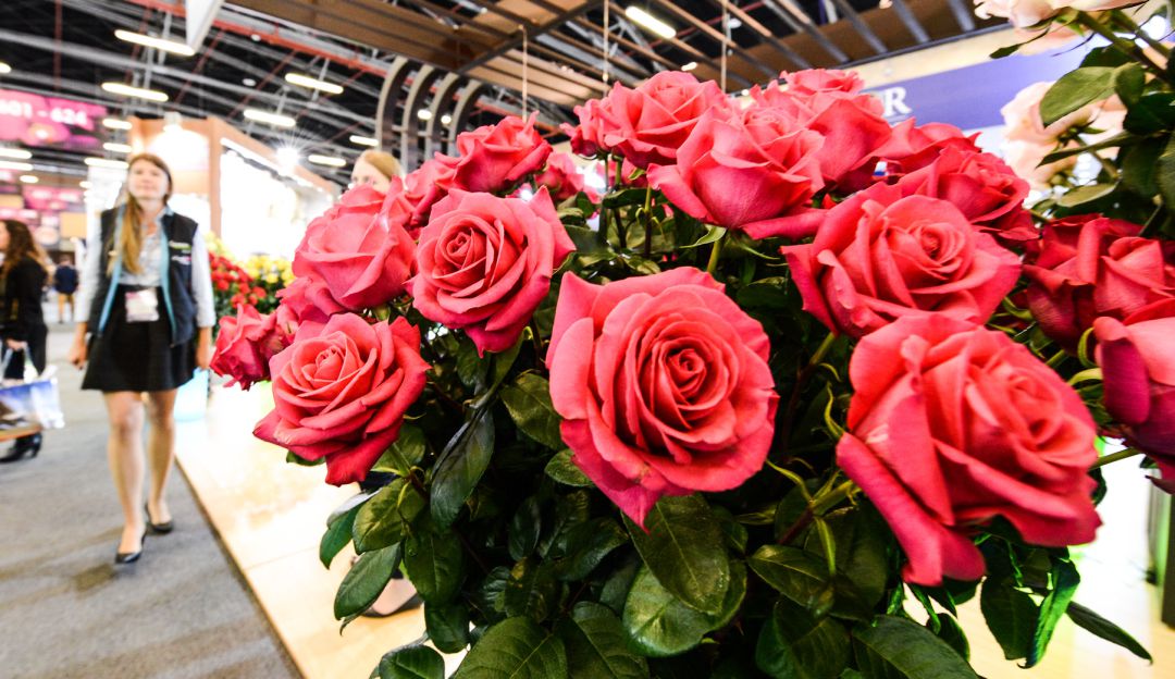 Flores exportaciones Colombia: Rosas, claveles y hortensias, entre lo destacado en Proflora 2019