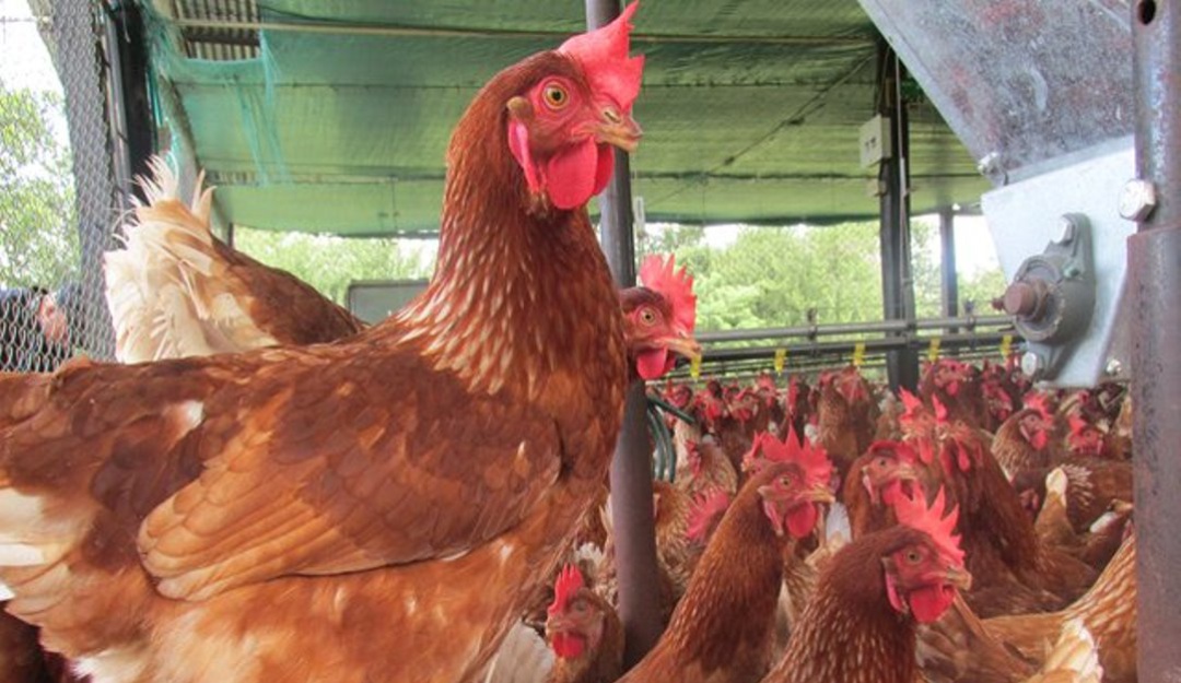ICA enfermedades salmonela: ¿Cómo prevenir la salmonelosis en las aves?