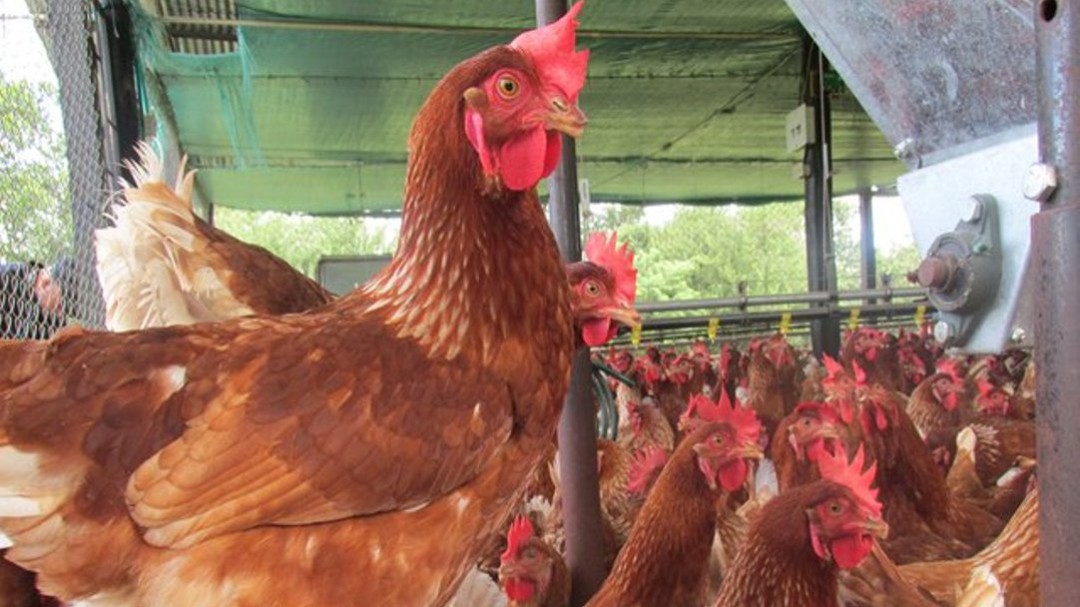 ¿Cómo prevenir la salmonelosis en las aves?