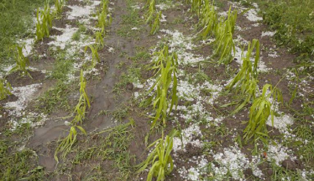 Invierno en el Quindío: Fuerte granizada acabó con 30 hectáreas de mora en Córdoba Quindío