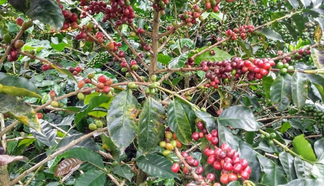 BUCARAMANGA SEGURIDAD COSECHA CAFETERA SANTANDER SAN GIL SOCORRO: Santander espera 15 mil recolectores para cosecha de café