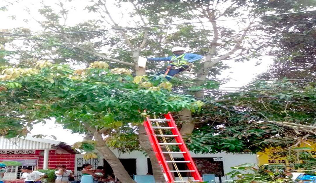 Por poda de árboles estarán sin energía eléctrica Momil y Purísima
