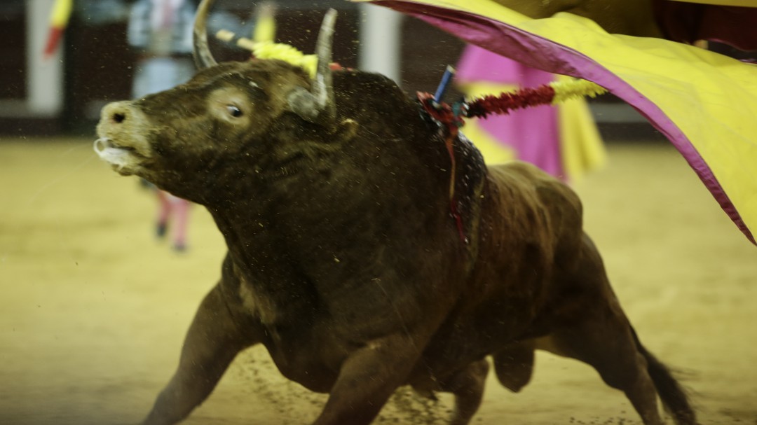 Más de 60 heridos dejan las corralejas en Sabanalarga