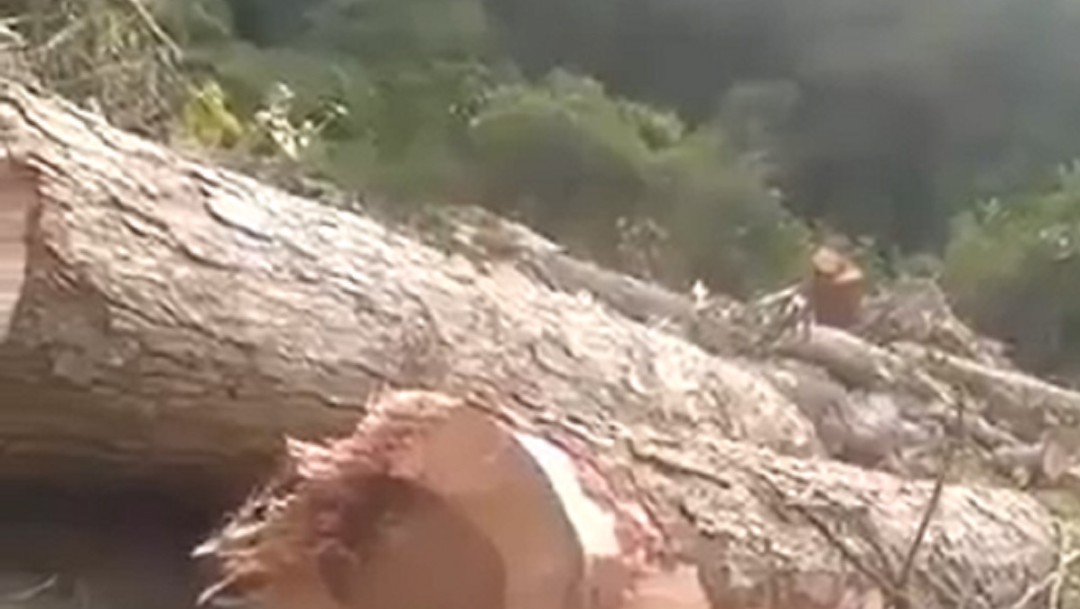 Denuncian arboricidio por Conectante