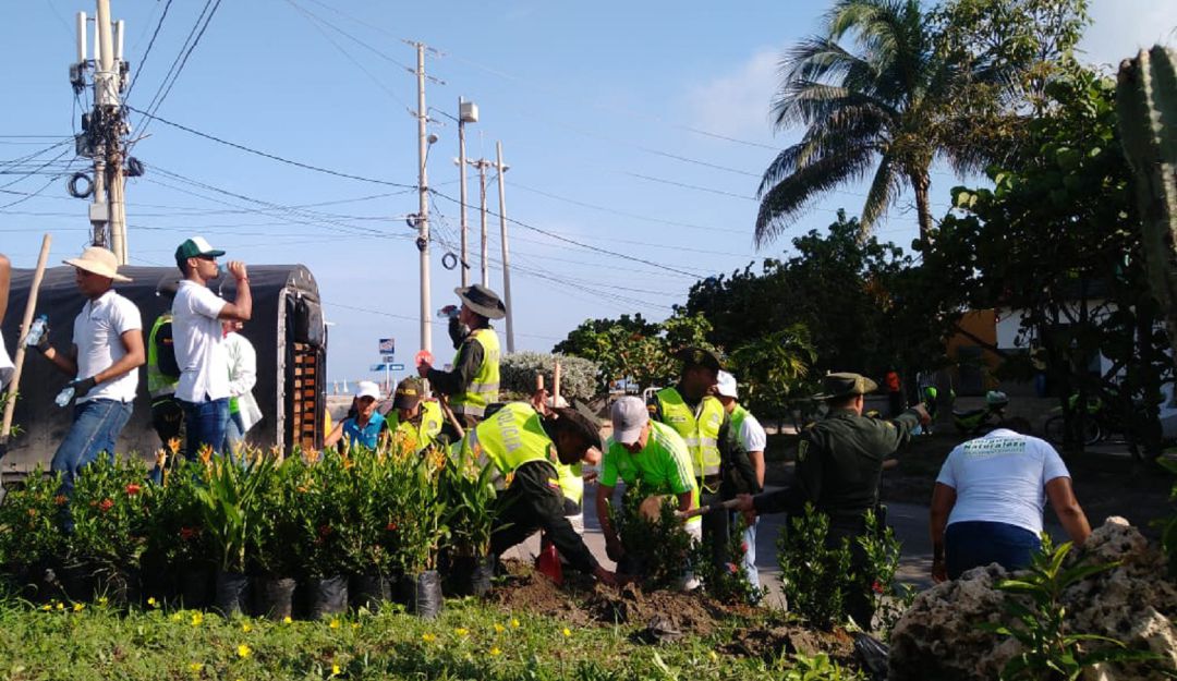 Medio ambiente en Cartagena: Realizan siembra de plantas ornamentales en la zona turística de Cartagena