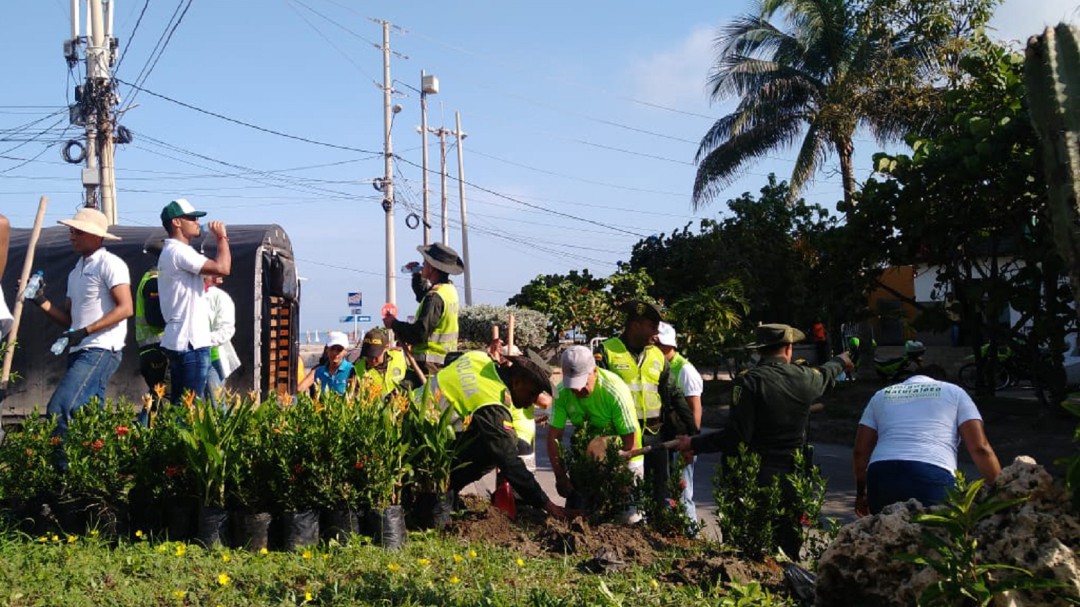 Realizan siembra de plantas ornamentales en la zona turística de Cartagena