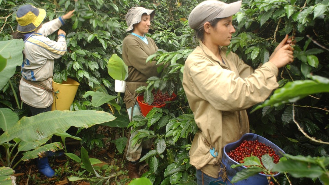 Con un invierno que ya arrecia se inició la cosecha cafetera en el Valle