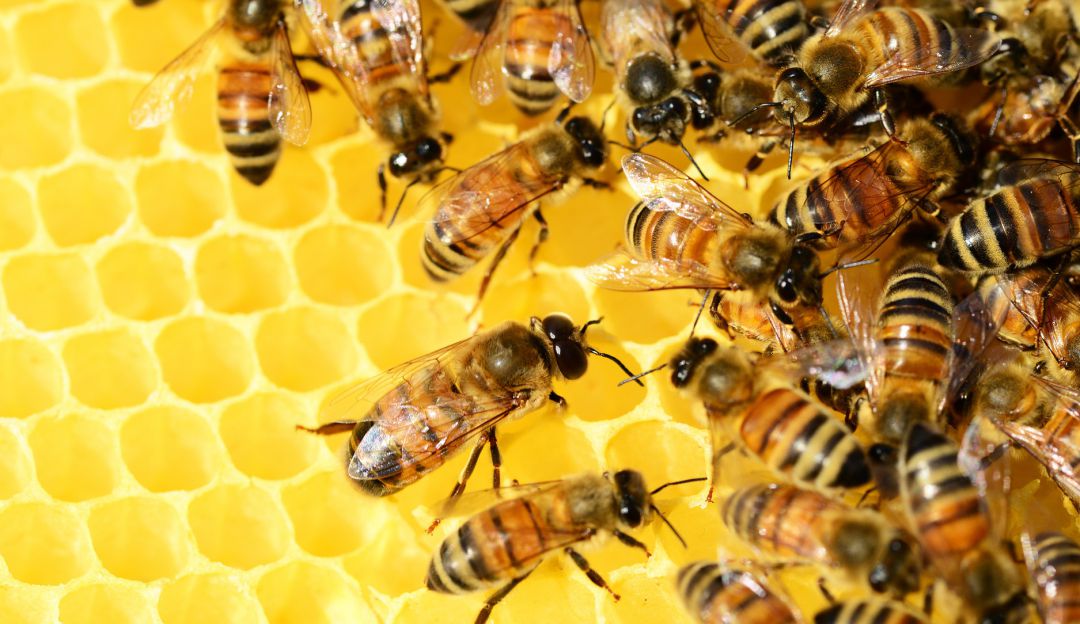 Abejas en vía de extinción: Hoteles para insectos: estrategia de conservación de polinizadores