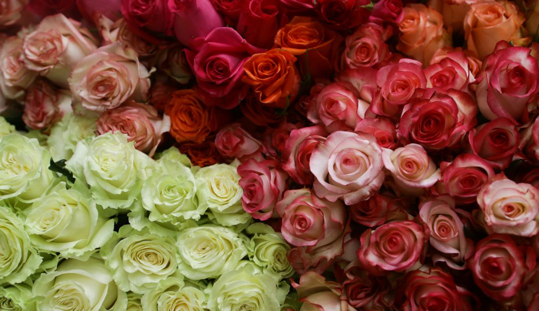 Asocolflores