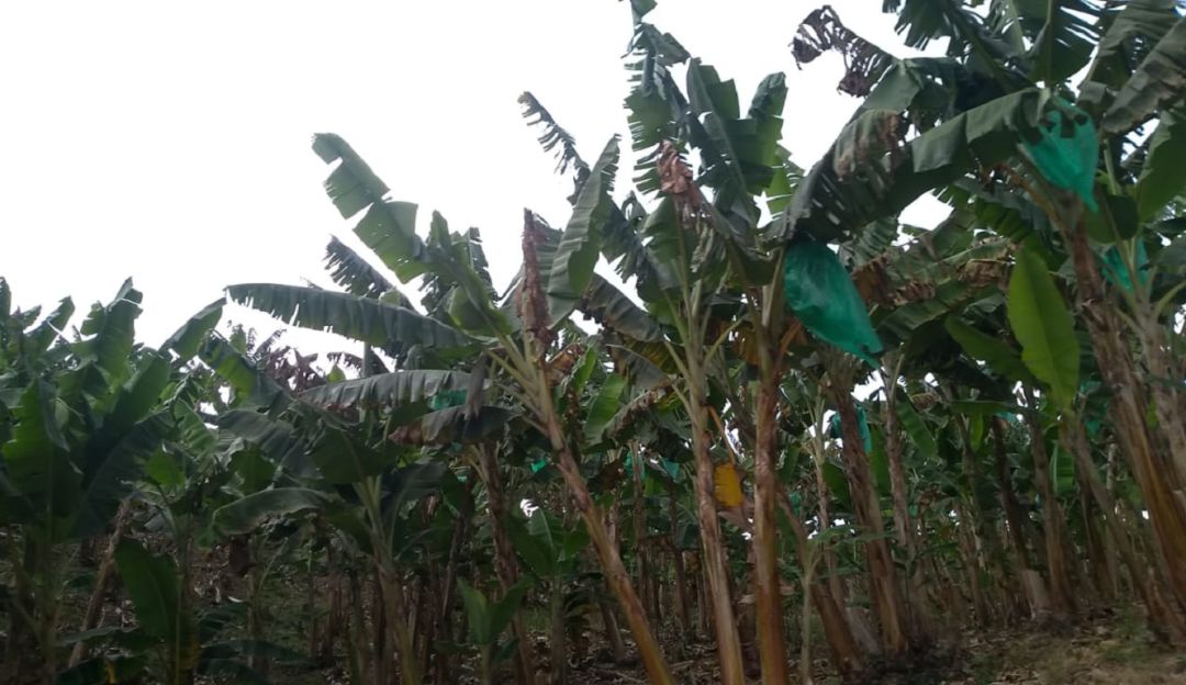 Cultivos de platano en Caldas