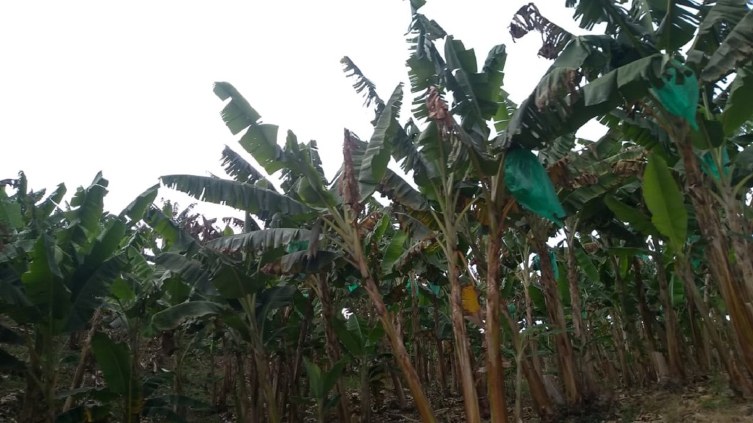 Convocan a los agricultores a que aseguren sus cultivos