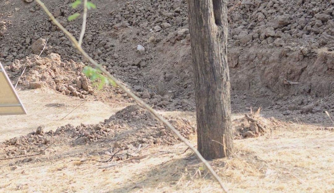 Reto leopardo: ¿Puede ver el leopardo? Conozca el nuevo reto viral que se tomó las redes