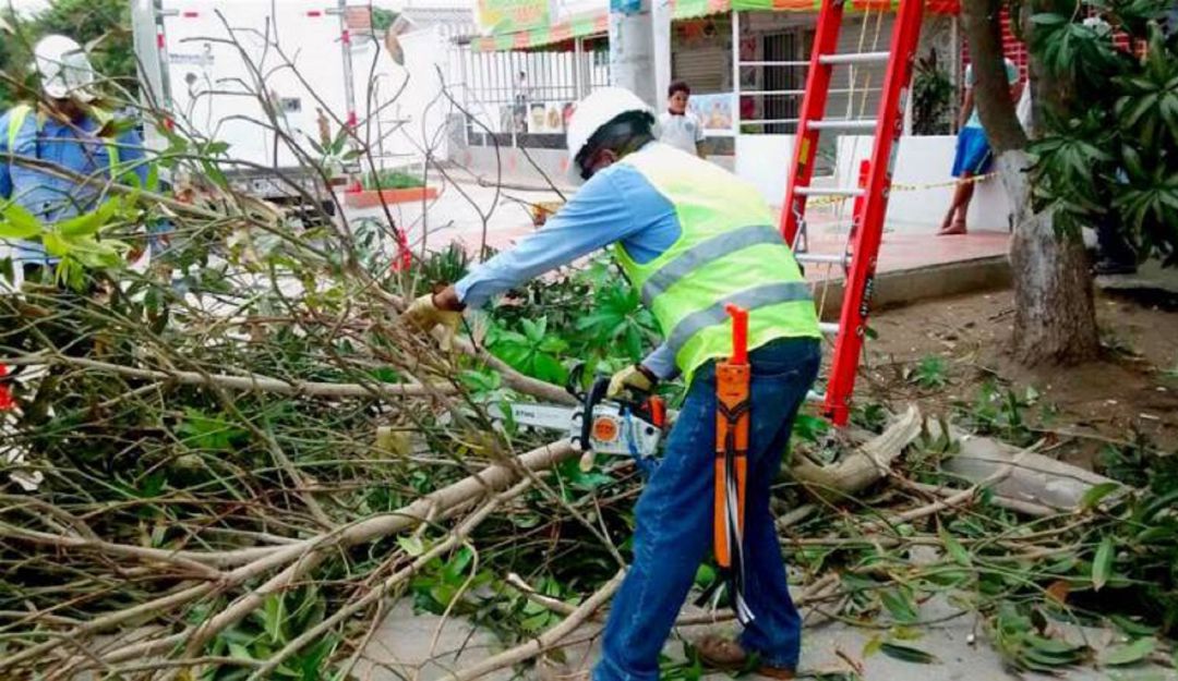 Sin luz barrios El Carmen de Bolívar labores de poda: Sin luz estarán algunos barrios de El Carmen de Bolívar por labores de poda