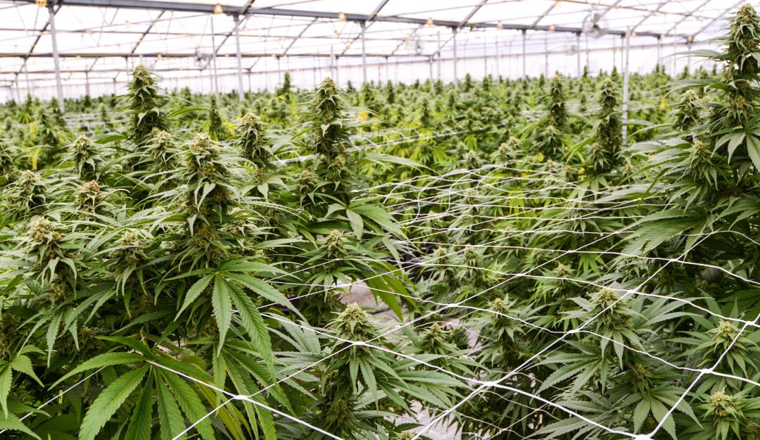 Marihuana en Colombia usos: Por un voto se salvó proyecto de consumo recreativo de marihuana