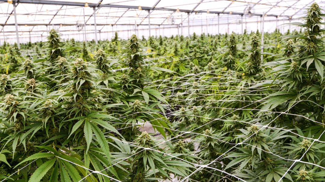 Uruguay está volando con el negocio de la marihuana medicinal