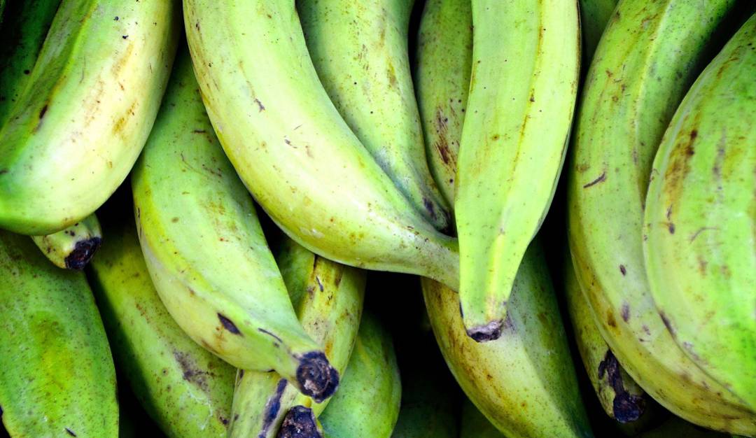 ADR verificará proyecto de plátano que fue denunciado por presunto fraude