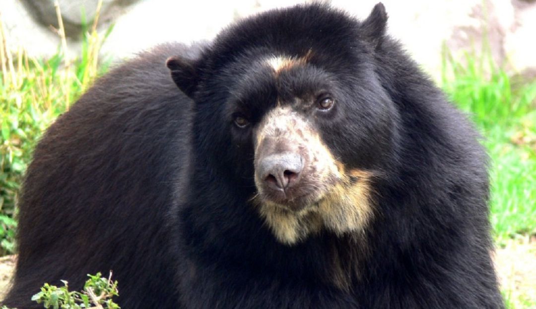 El Valle del Cauca protege el oso andino u osos de anteojos: El Valle del Cauca protege el oso andino u osos de anteojos