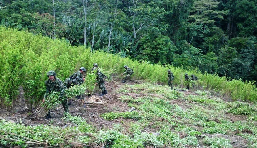 Reactivan erradicaciòn forzada en bajo Cauca, Valdivia: Ejército reinició la erradicación forzada en el bajo Cauca