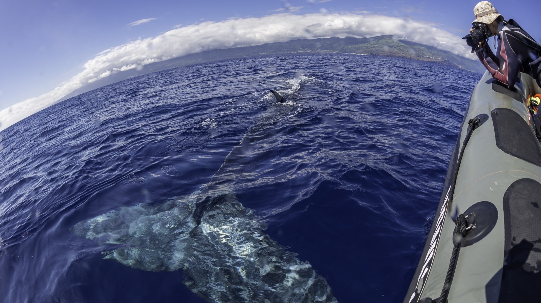 Temporada de Ballenas