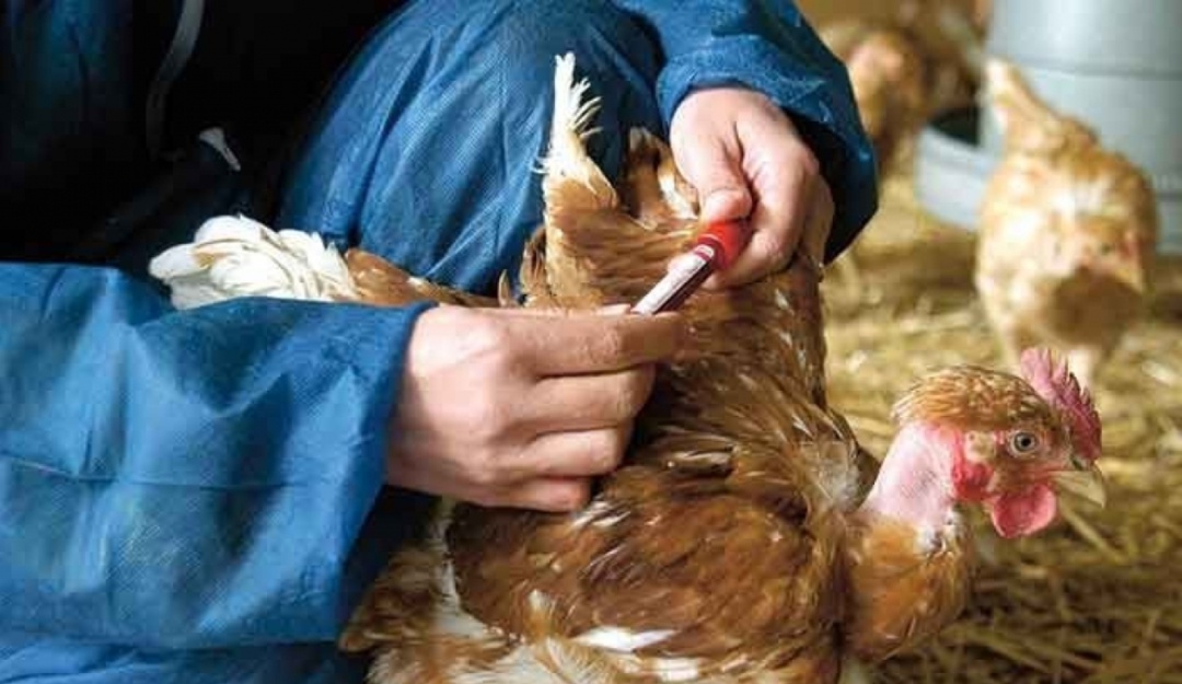 Vacunación de aves