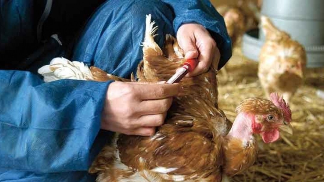 A prevenir el Newcastle en esta época de migración de aves