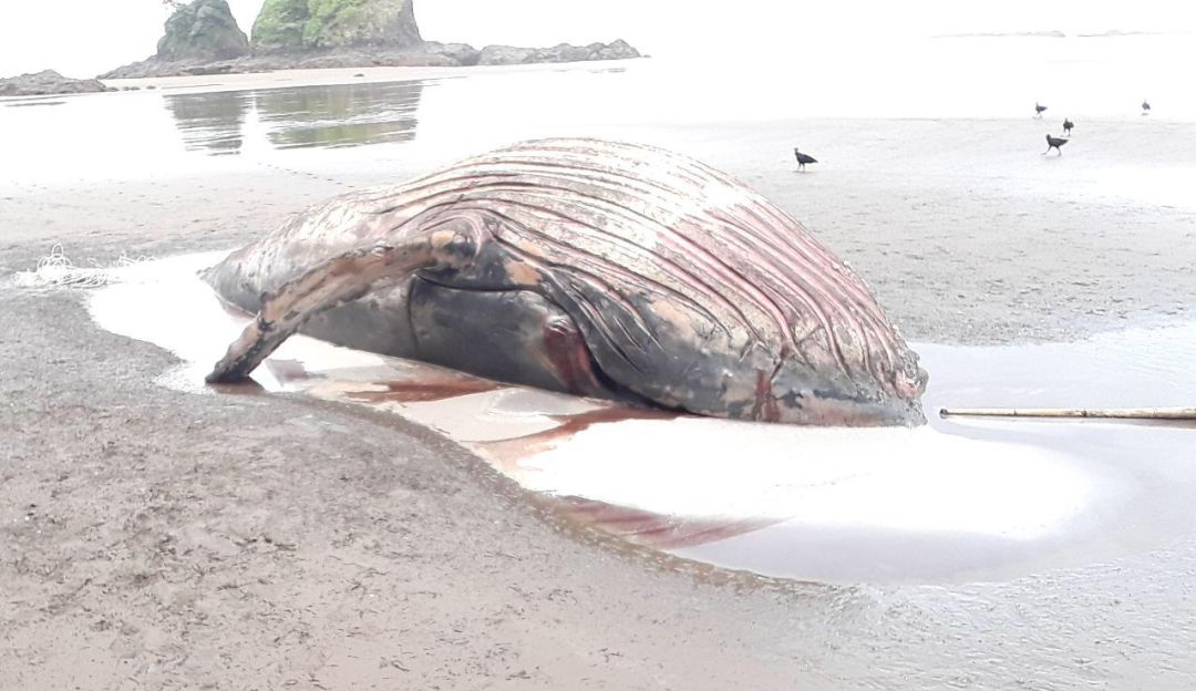 Ballena muerta: Cuerpo sin vida de un ballenato fue encontrado en playa del Pacífico