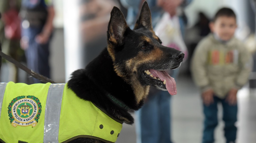 A héroes de 4 patas, Bogotá les reconoce su labor