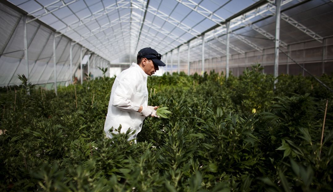Cannabis y marihuana medicinal en Colombia: MinComercio se declara impedido en temas de cannabis y marihuana medicinal