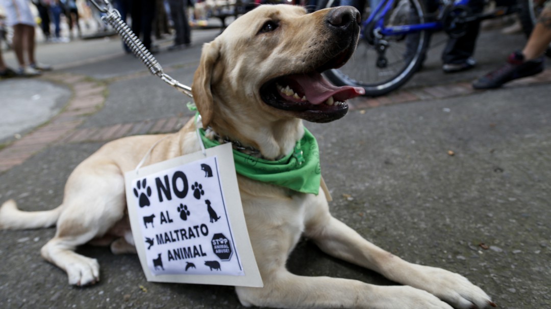 Por intolerancia un adulto mayor arrojó agua caliente a un perro
