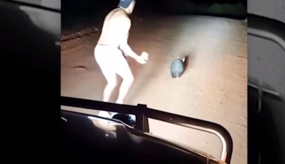 Video maltrato animal Australia: Video: ¡Indignante! Policía mató a pedradas a un wómbat