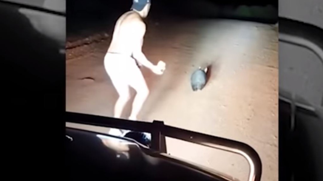 Video: ¡Indignante! Policía mató a pedradas a un wómbat