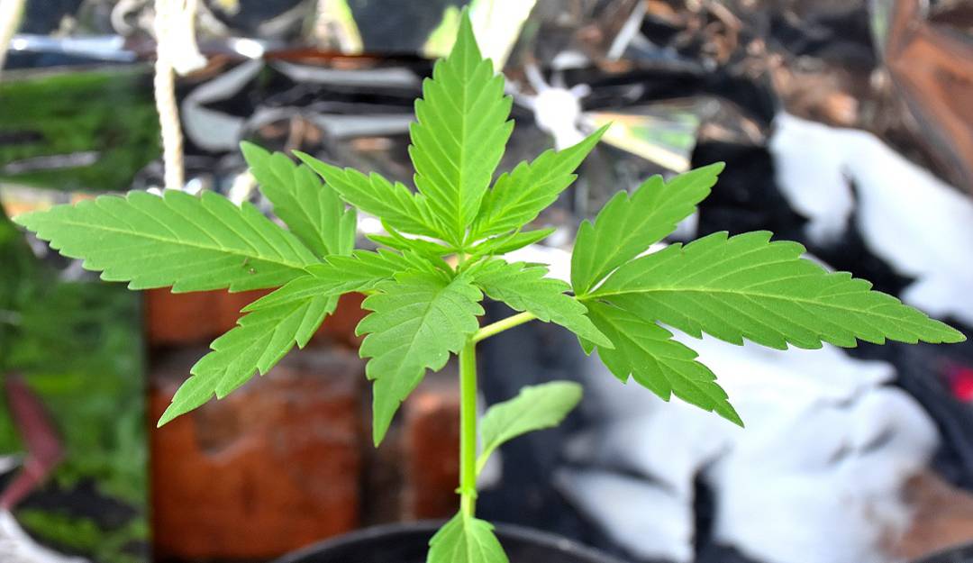 Ministro pide que se agilicen las licencias para la producción de cannabis